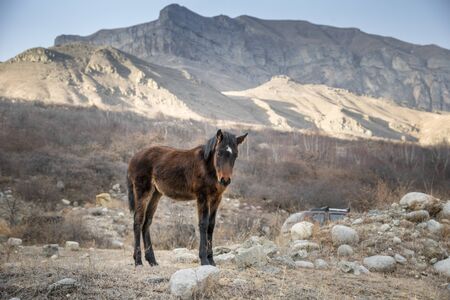 A young horse on a free pasture high in the mountains.の写真素材