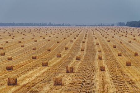 Beautiful golden hay bales on the field as background