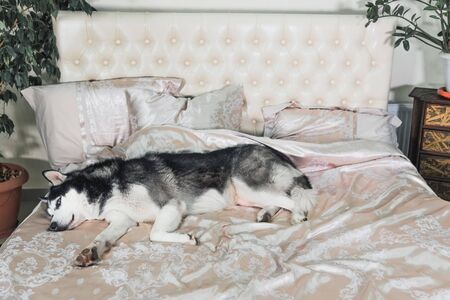 The pet lies on a luxurious bed in the room