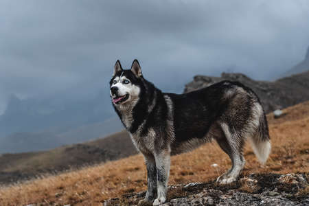 A beautiful dog of the Siberian Husky breed stands high in the mountains in autumn. Free life conceptの写真素材