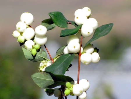 Photo of a white flowers on a green backgroundの写真素材
