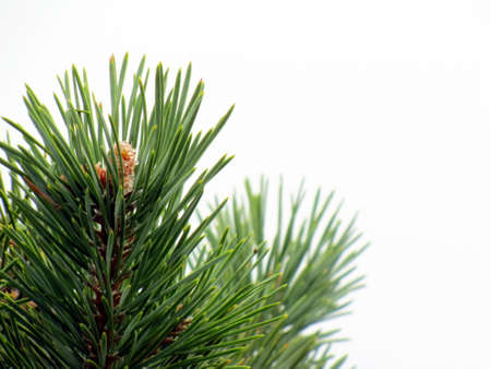 Photo of a pine branch on a white background
