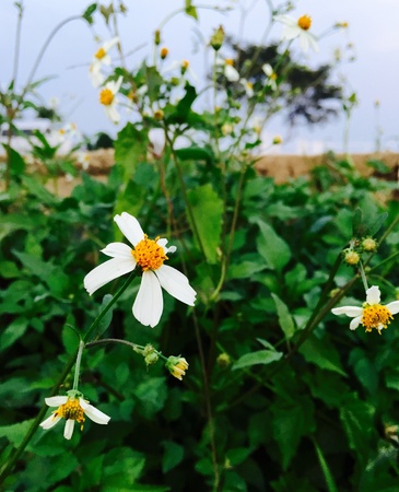 Tridax Daisyの素材