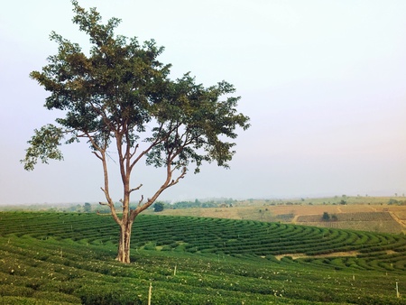 Tea Plantationの素材