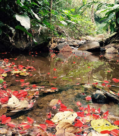 Tropical rainforest, Thailandの素材
