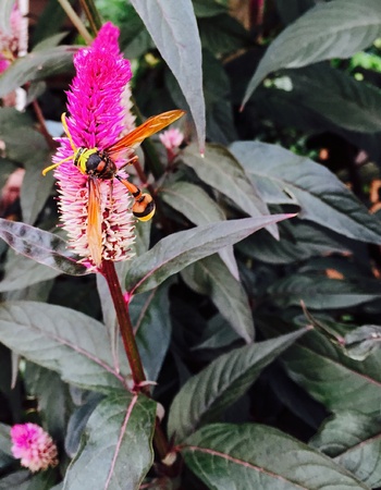 A mud dauber on Will Cockscomb Flower.