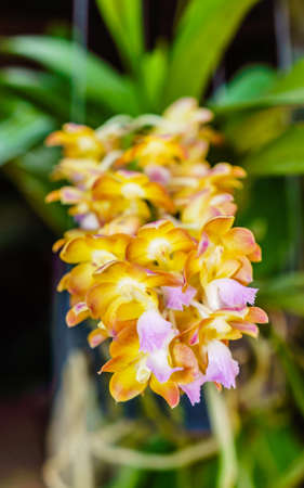  Aerides houlletianum Rchb f の写真素材