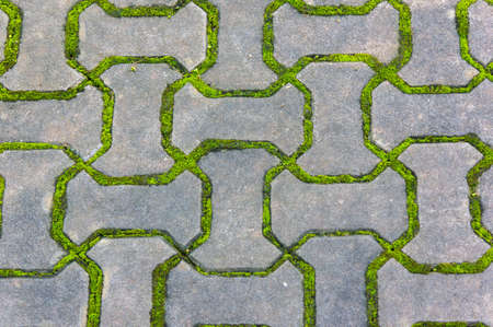Brick floor with mossの写真素材