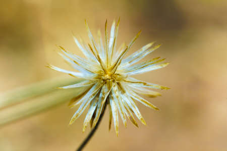 Residual fruit of Tridax procumbens L  after achene dispersalの写真素材