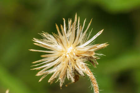 Residual fruit of  widespread weedの写真素材