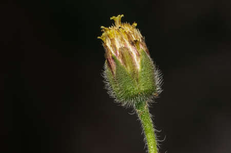 Coat buttons flower on black background,surat thani,thailandの写真素材