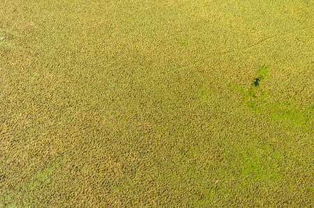 water lensLemnoideaeの写真素材