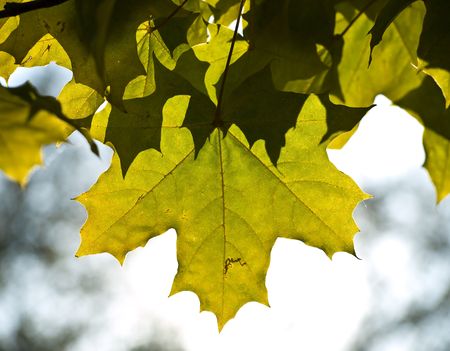 Multi-coloured autumn foliage in a sunny dayの写真素材