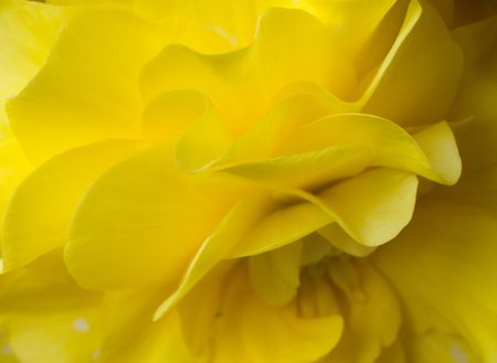 Yellow flower leavesの写真素材