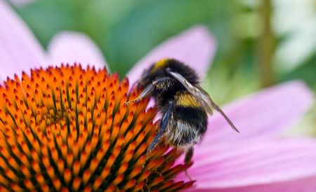 Bumblebee on the flower macro viewの写真素材