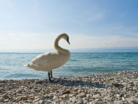 Praud swan on the lake coastの写真素材