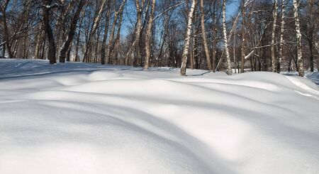 Frozen trees in the park. Winter day. Snow.の写真素材