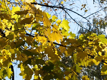 Yellow and orange autumn foliage in the park