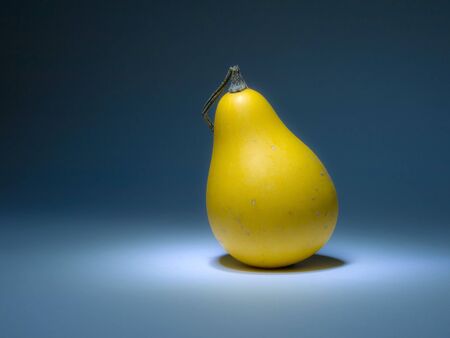 Yellow pumpkin like pear in the darkの写真素材