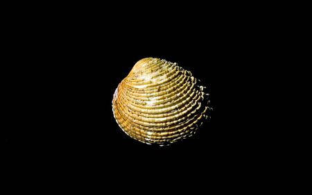 Beautiful sea shell on black background