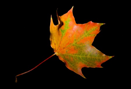 Colorful autumn leaves on black background