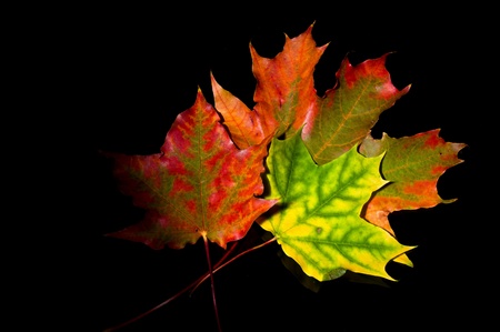 Colorful autumn leaves on black background