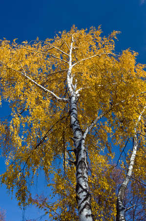 Yellow autumn birch on blue sky backgroundの写真素材