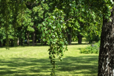Summer park landscapeの写真素材