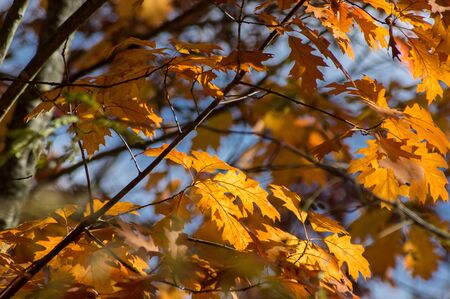 Autumn plants and leaves in the garden. France.