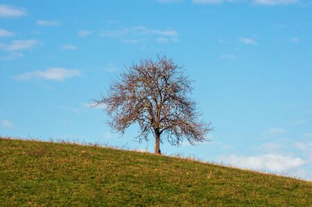 Single autumn tree on a hill. Sunny november day.の写真素材
