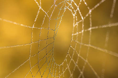 Spider net with water drops. Autumn morning in a garden.の写真素材