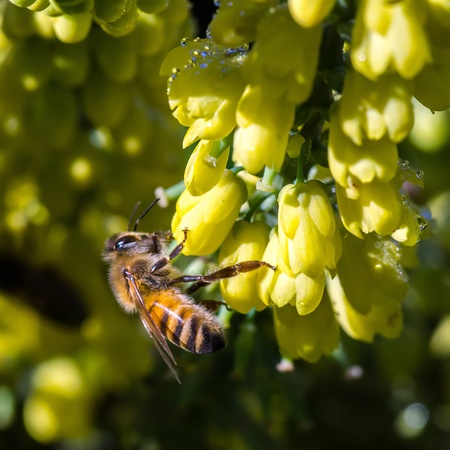 Bee on the yellow flowers collecting nectar. Summer day.の写真素材