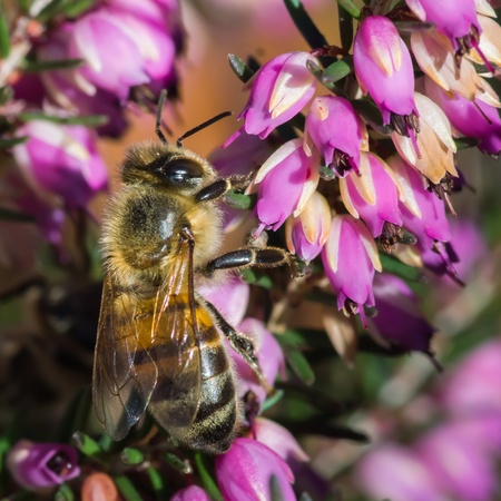 Bee on violet flowers collecting nectar. Summer day.