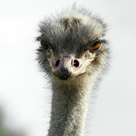 Head of ostrich in zoo. Sigean, France.