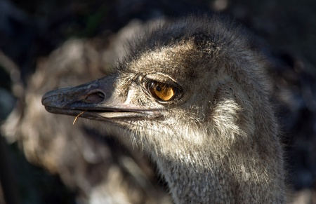 Head of ostrich in zoo. Sigean, France.