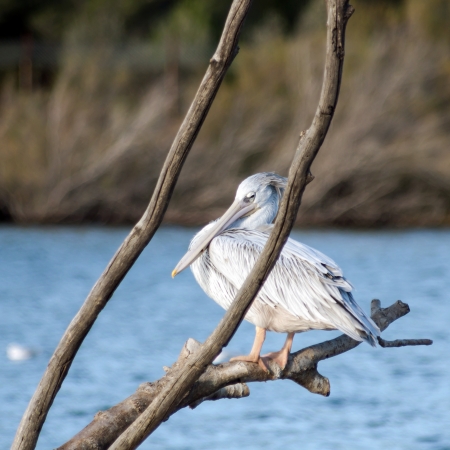 White pelican on the lake in Sigean zooの写真素材