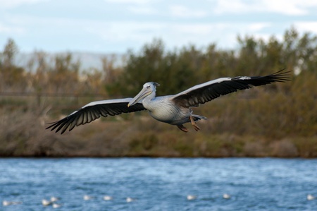 White pelican on the lake in Sigean zooの写真素材