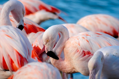Pink flamingo on the lake in Sigean zoo