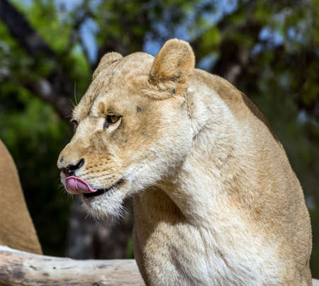Beautiful lion in safari park, Sigean, Franceの写真素材