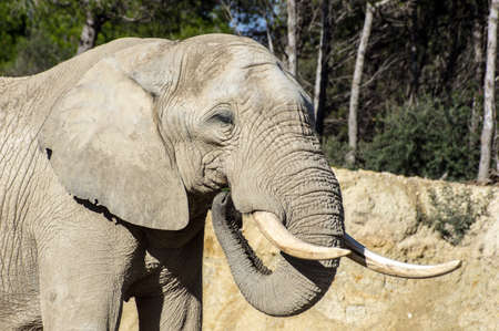 Beautiful elephant in safari park, Sigean, Franceの写真素材