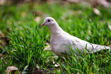 White pigeon on green grass background. Summer in parkの写真素材
