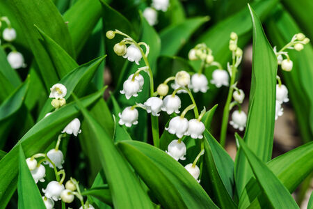 Beautiful muguet on the spring sun, macro view