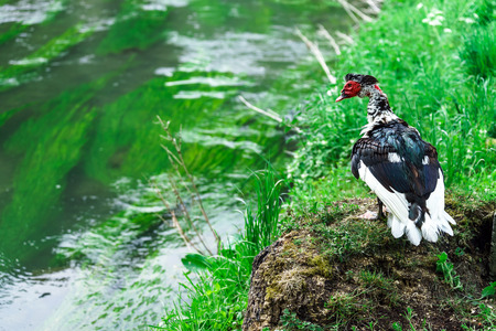 Beautiful muscovy duck with red head on green の写真素材