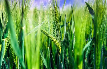 Bread-corn field over the sun. Spring day. Rye.の写真素材