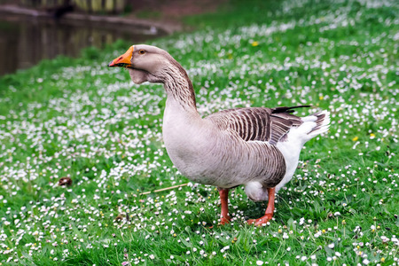 Beautiful goose near the lake. Farm animals, Belgium.の写真素材