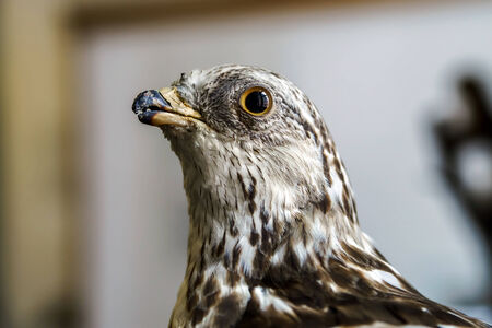 Stuffed wild bird head in museum of natureの写真素材