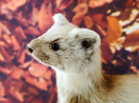 Stuffed wild animal in museum of nature, Belgiumの写真素材