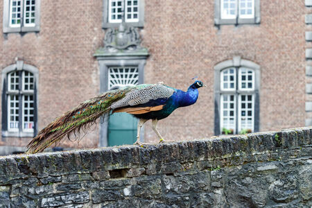 Beautiful colorful peacock bird walking in old townの写真素材