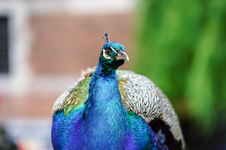 Beautiful colorful peacock bird walking in old townの写真素材