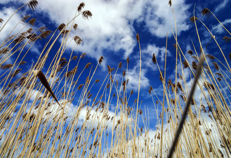 Plants on a wind. Summer day rural landscape